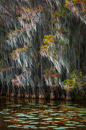 Caddo Lake Lily Pads